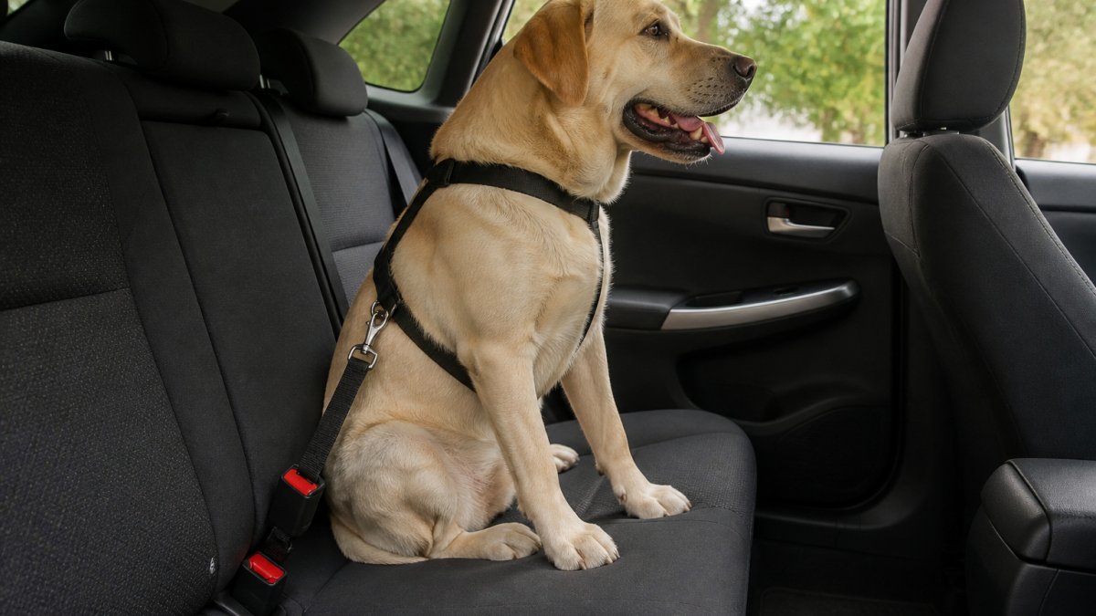 Is a Pet Seat Belt Safe for Large Dogs? What to Know